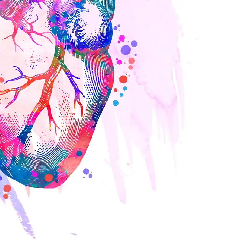 Insan Kalp Anatomisi Sanat Posterler Ve Baskilar Tibbi Anatomi