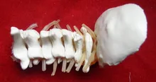 

Human cervical spine skeleton model medcal Human specimens free shipping
