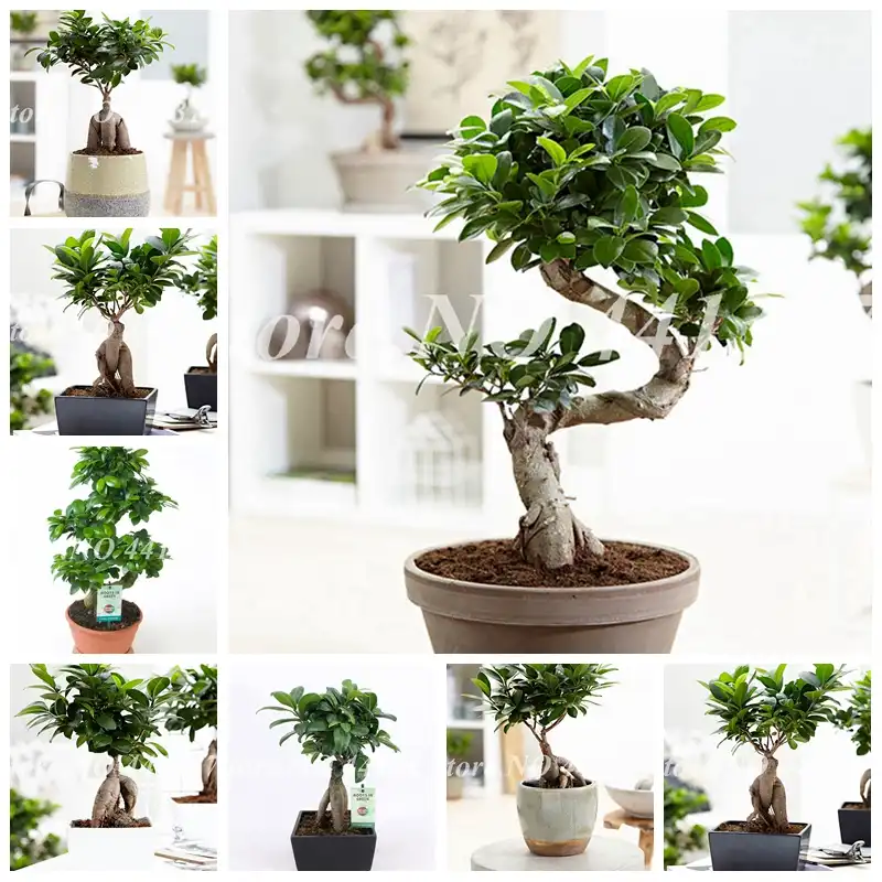 Detail Feedback Questions About 50 Pcs Bag Banyan Tree Bonsai Detail Feedback Questions About 50 Pcs Bag Banyan Tree Bonsai Ficus Ginseng Potted Chinese Indoor Outdoor Rare Microcarpa Green Diy Home