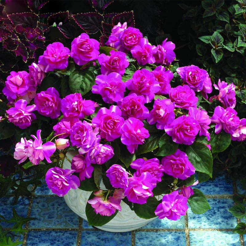 Hot Sale Rare Purple Univalve Geranium Perennial Flower ...