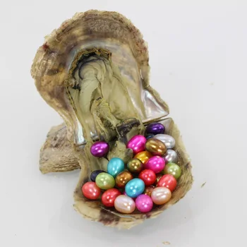 

Fashion Colorful Pearl Beads in Akoya Oysters Pearl Party 20pcs 6-7mm Rice Akoya Pearl in Oysters with Vacuumed Package AO024