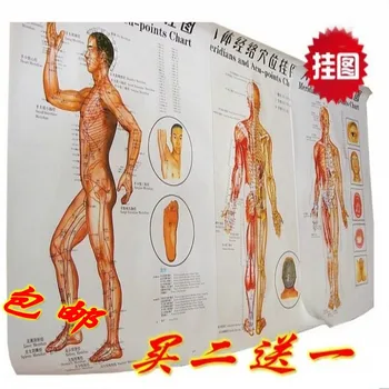 

Meridians and Acu-point chart chinese and English wallmap acupoint full set 10 pcs set wallmap set