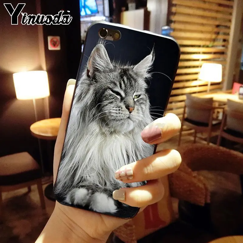 pet maine coon cat