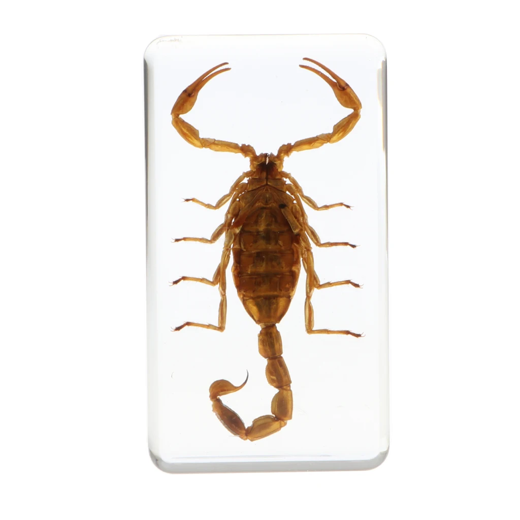 Real Insect Specimen School Educational Teaching Resin Sample- Yellow Scorpion