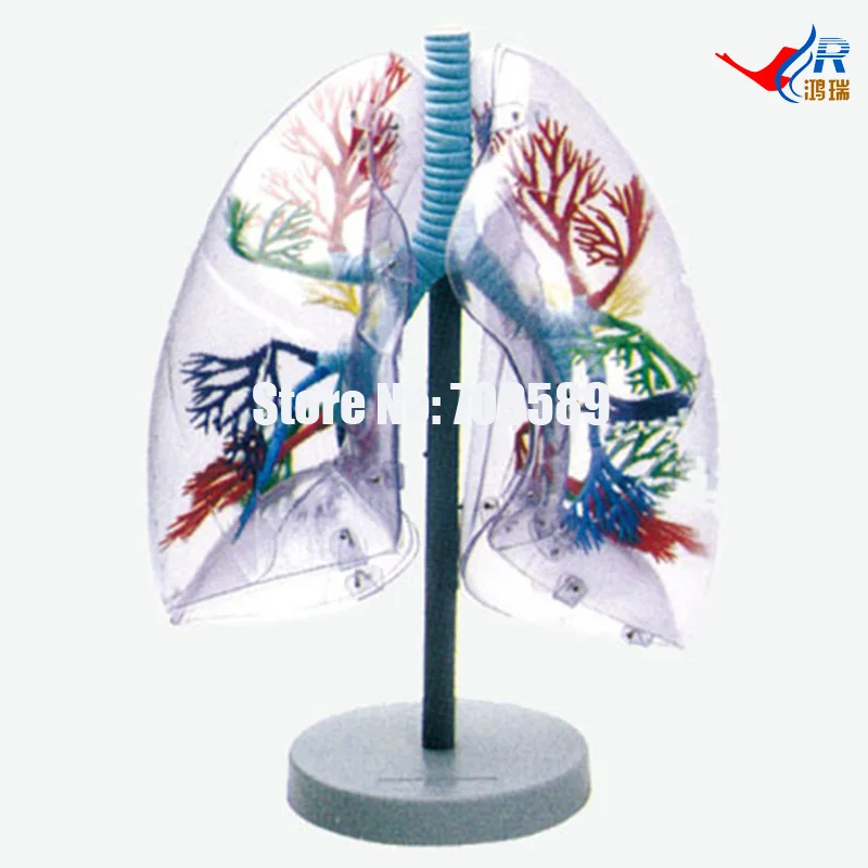 

Transparent Lung Segment Model