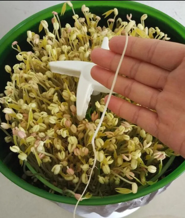 automatic bean sprouts machine