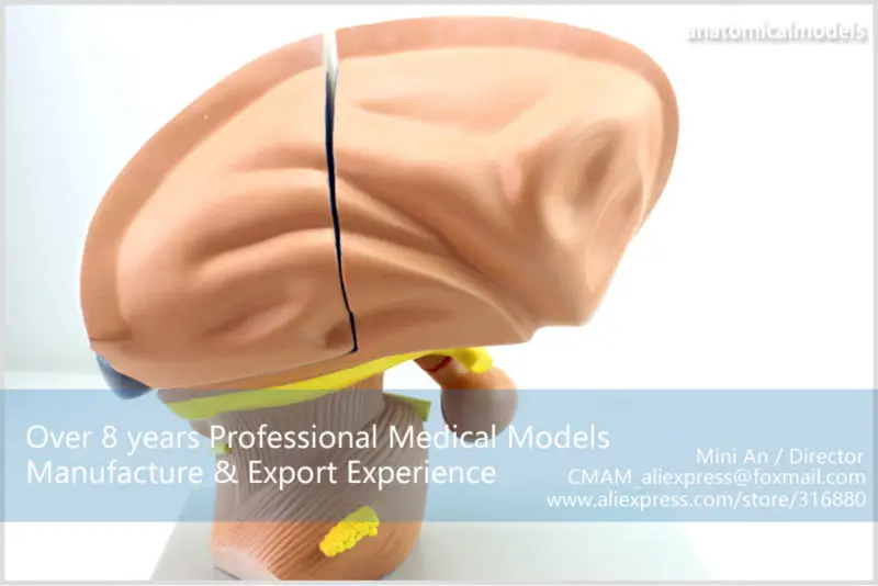 BRAIN13 CMAM MODEL Brain Diencephalon Thalamus Medical Model 8