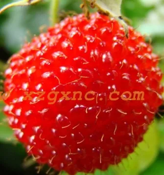 

100% High Quality Raspberry bonsai 200pcs 5 colors Super Big Raspberry Fruit pots Strawberry Blackberry bonsai plant