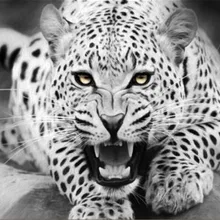 Горячая Белая леопардовая печать DIY цифровая картина маслом по номерам ручная роспись маслом 40x50 см без рамки