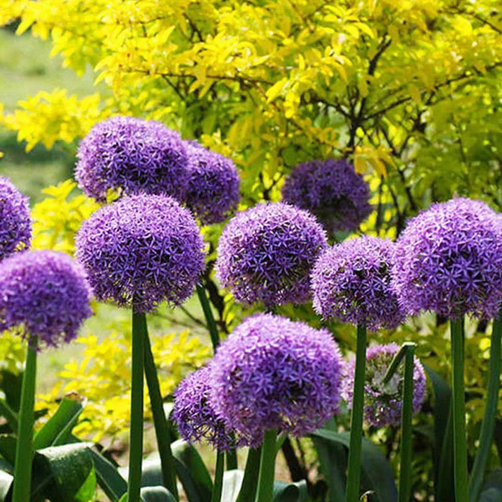 

10 pcs/bag giant Allium giganteum onion bonsai beautiful purple flower plant home garden flowers onions potted plants Seedling