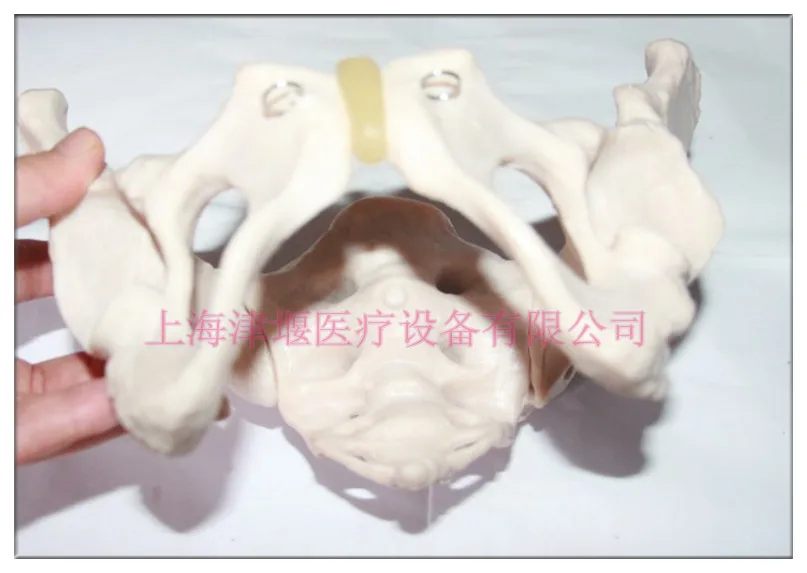 Female Pelvis Model-in Massage & Relaxation from Beauty & Health on