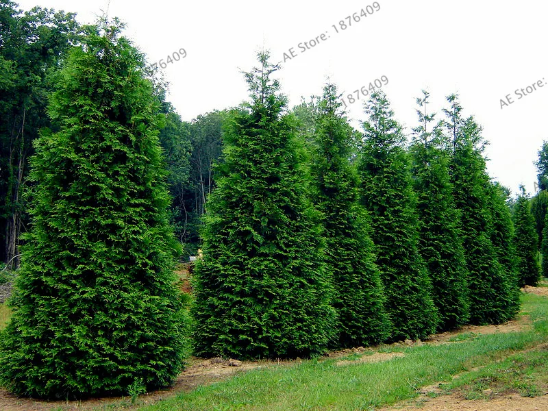 100pcs/bag Microbiota Decussata Siberian Carpet Cypress Arborvitae flores tree Bonsai Plant DIY Home Garden free ship 100pcs/bag Microbiota Decussata Siberian Carpet Cypress Arborvitae flores tree Bonsai Plant DIY Home Garden free ship