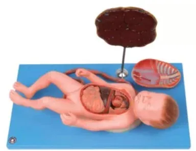 Модель плода пуповины и плода аксессуар органов