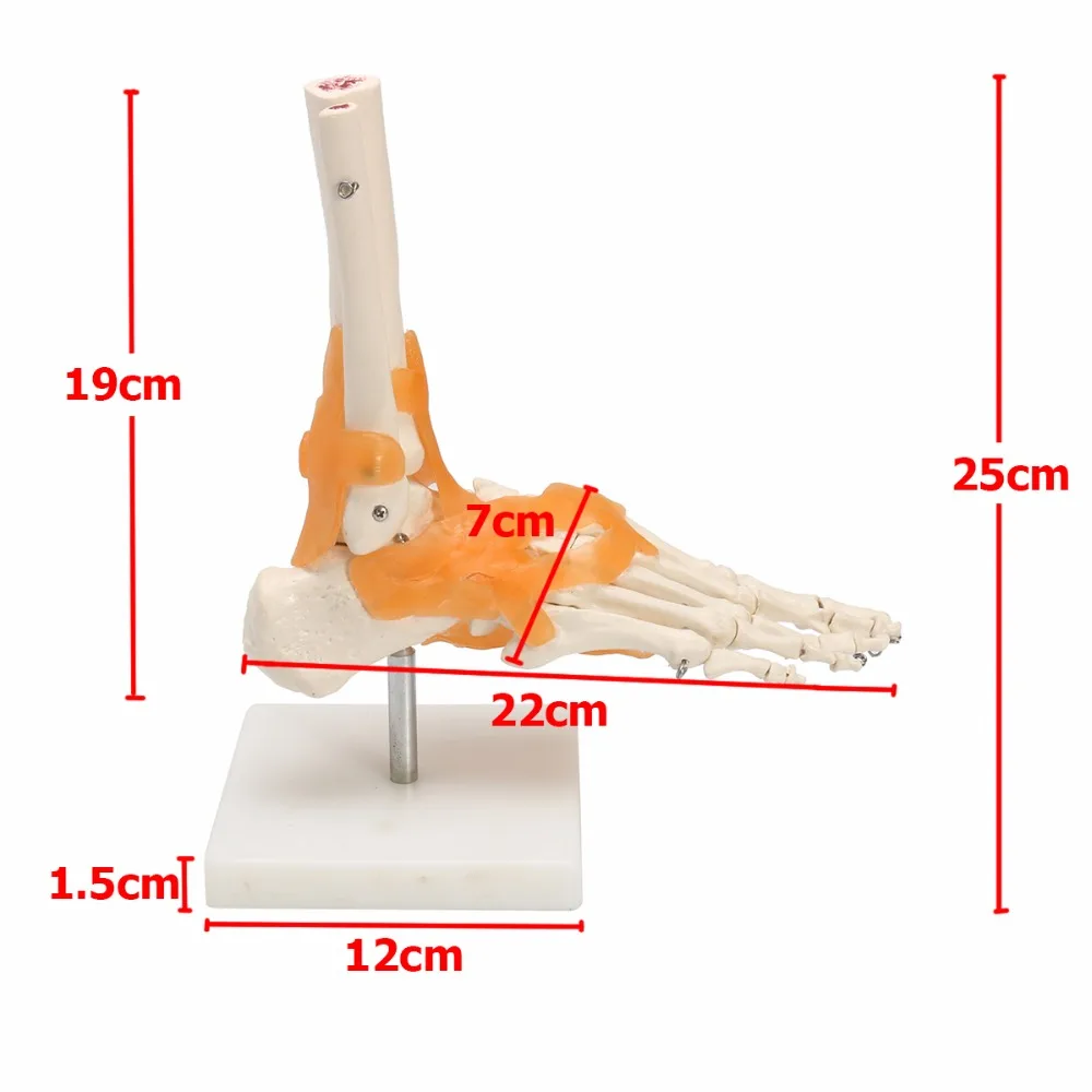 Человеческие 1:1 Скелет Связки ноги лодыжки сустава Anatomi cal Анатомия медицинская модель человеческие статуи скульптуры высокое качество