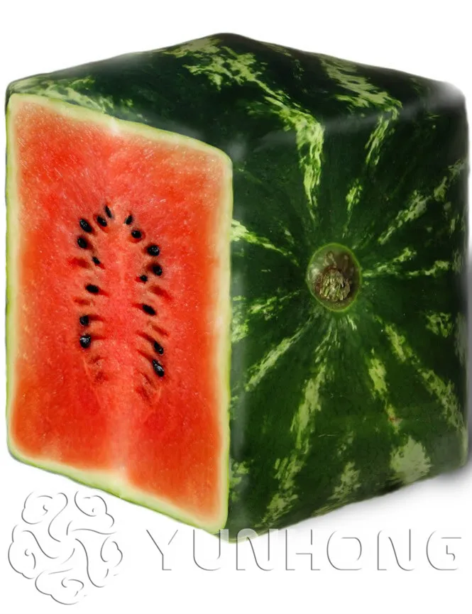 

A Package 30 Pieces Bonsai Rare Simple Geometric Square Watermelons Bonsai Delicious Chinese Fruit Water Melon Bonsai