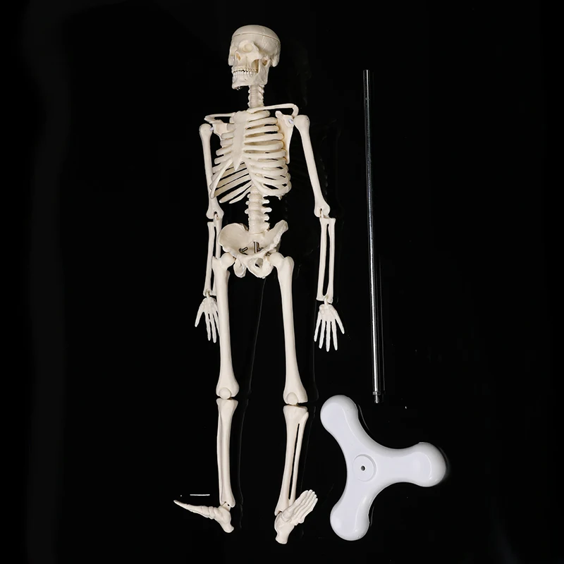 45 см анатомическая Анатомия человека медицинская модель скелета оптовая продажа Розничная продажа плакат медицинский помощь Анатомия