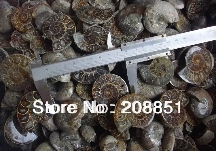 

1KG (2.2LB) Natural Rainbow Split Ammonite Fossil Cut in Half from Madagascar healing. Wholesales Price, Free Shipping
