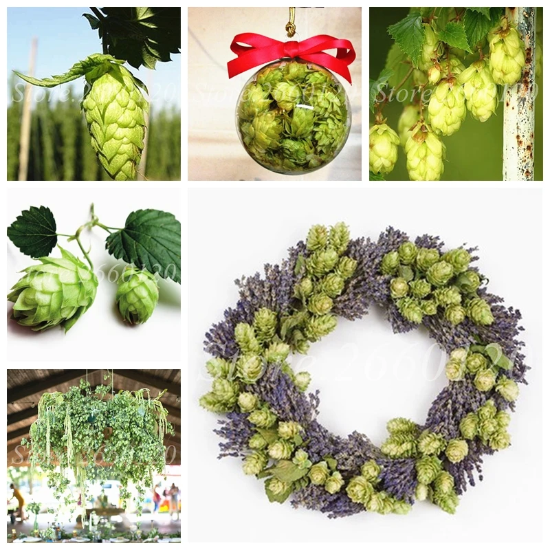 

Big Sale 1000 Pcs German Hops Humulus Lupulus Brew Your Own Beer Outdoor & Indoor Bonsai Potted Blooming Plants for Garden Decor