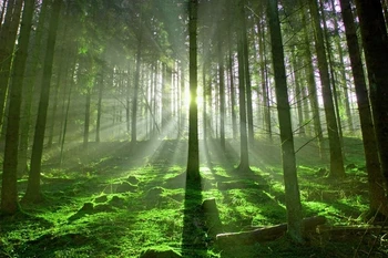 

Wholesale cotton canvas prints from a modern picture of green forest with Sunny , beautiful decorative art free shipping