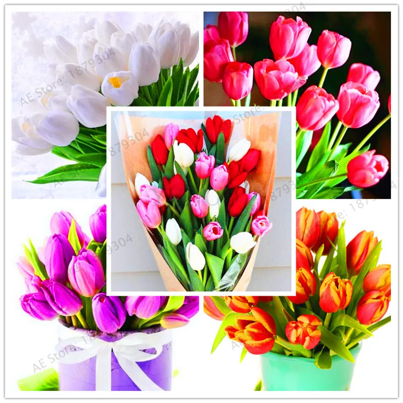 

True tulip bulbs, Variety Fresh bulbs tulips, flower bulbs high quality Bulbous Root home garden plant - 106pcs.
