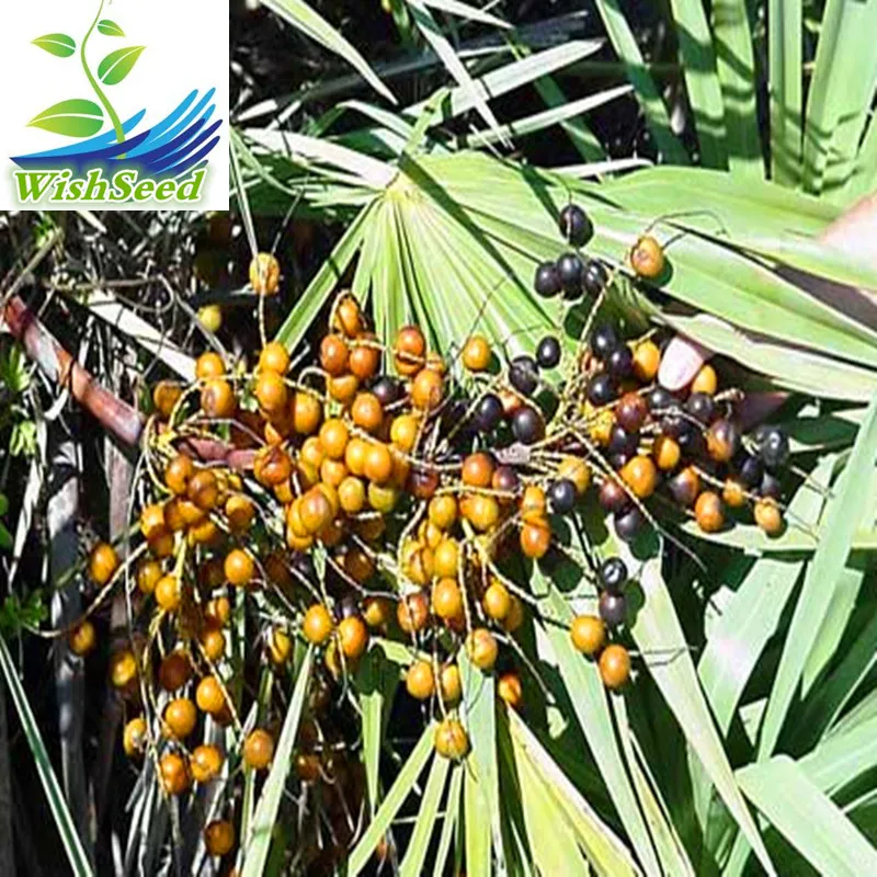 500PCS Family Arecaceae Cabbage Palmetto Palm Seeds Saw palmetto SEEDS 500PCS Family Arecaceae Cabbage Palmetto Palm Seeds Saw palmetto SEEDS