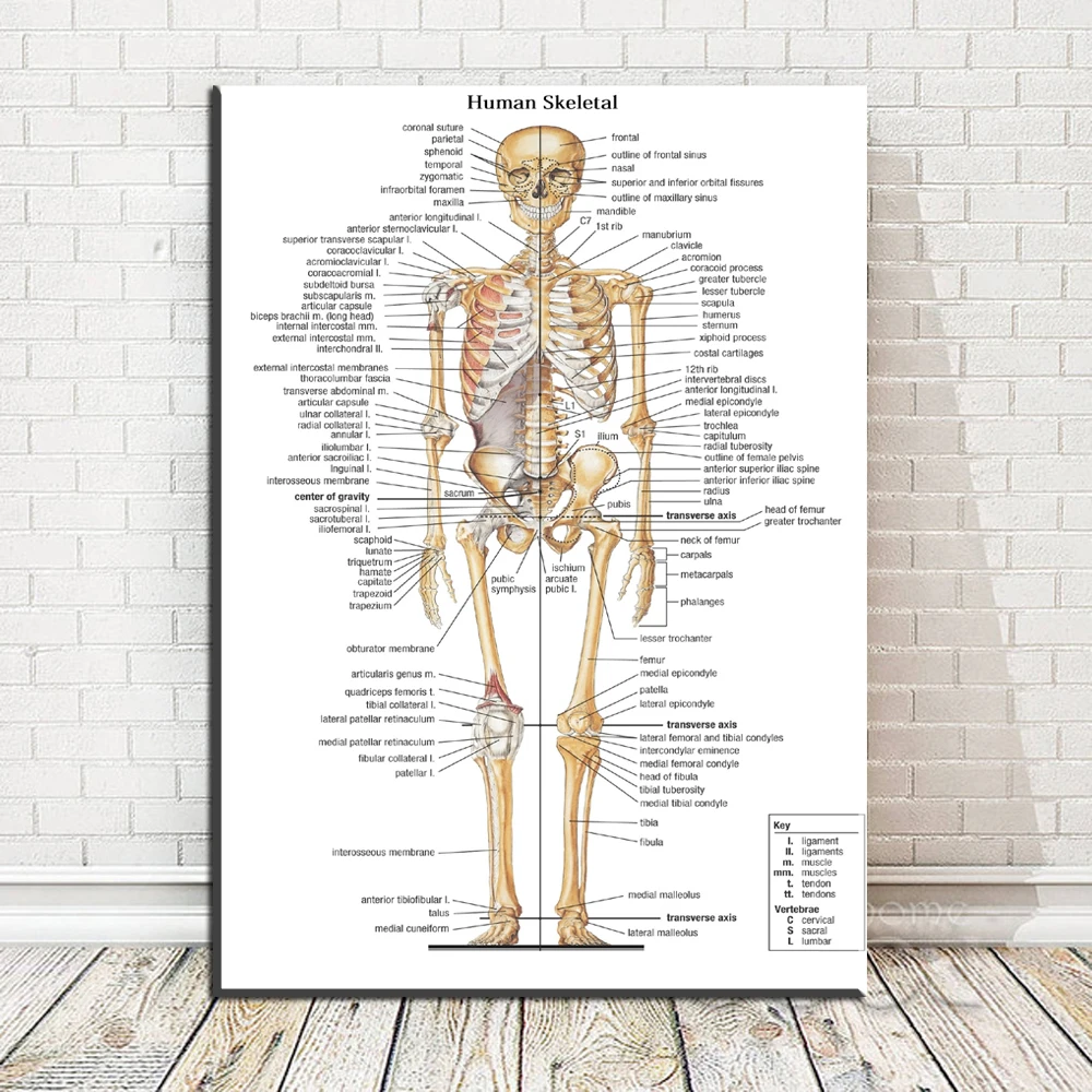 Анатомическая карта человека