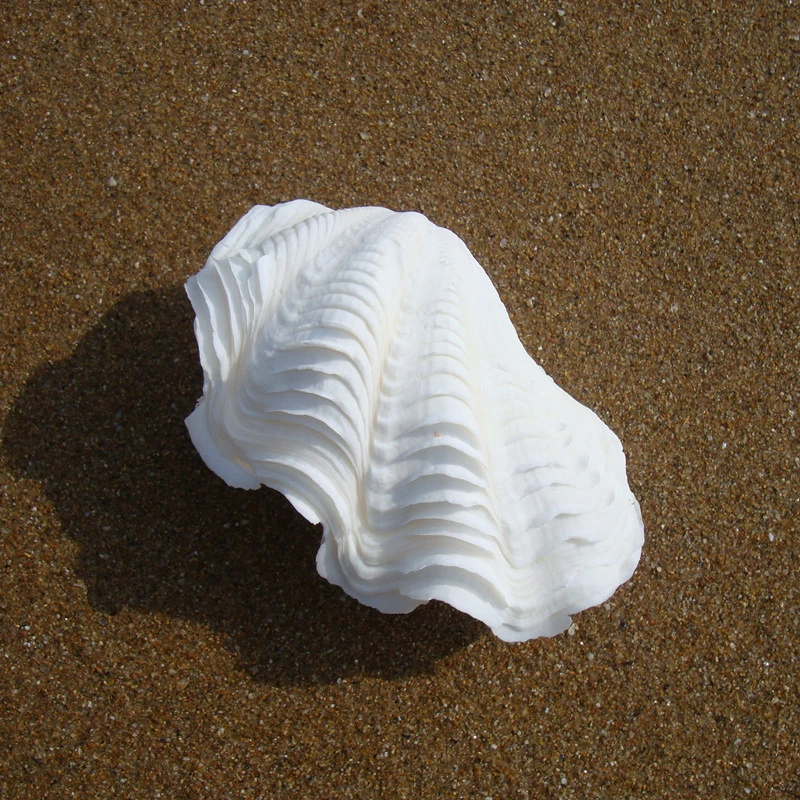 

1Set 8-10cm Hippopus Tridacna Gigas Tridacnidae Giant Clam Home Decorations Shell Craft Decoration Crafts Natural Crafts
