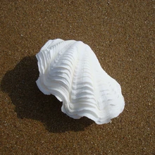 1 conjunto de 8-10cm com hippopus tridacna, gigas, clam gigante, decoração de casa, artesanato, artesanato, artesanato natural