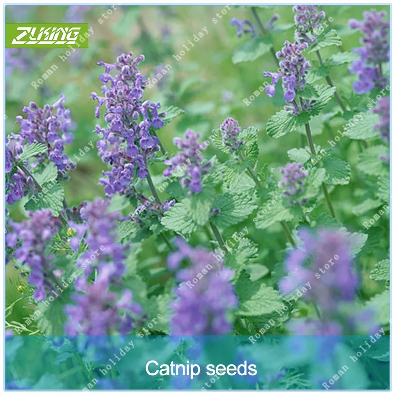 

ZLKING 100pcs Cat Ragrance Mentha Arvensis Aromatic Herb Plant Catnip Bonsai