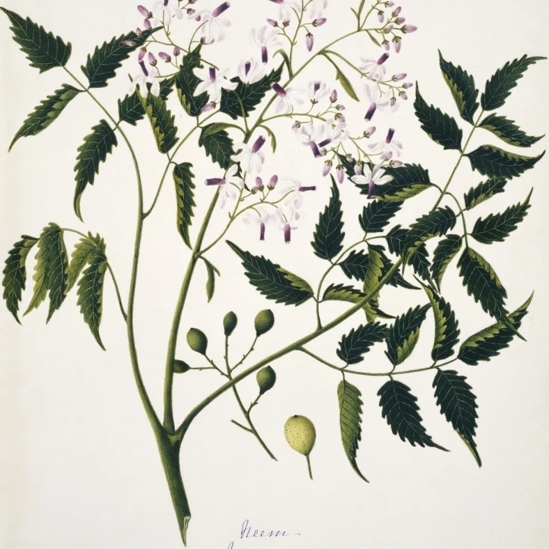 Melia Azadirack  Neem Poster Print By Mary Evans Natural History Museum (18 X 24)