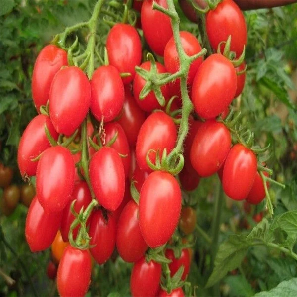 

100PCS Brand Vegetable Chinese cherry Tomato Home Fruit