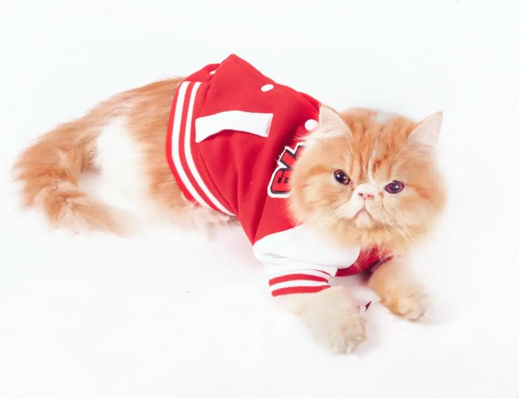 Спортивная кошка. Одежда для кошек. Спортивная одежда для кошек. Спортивная кошечка. Зоопторг одежда для кошек.