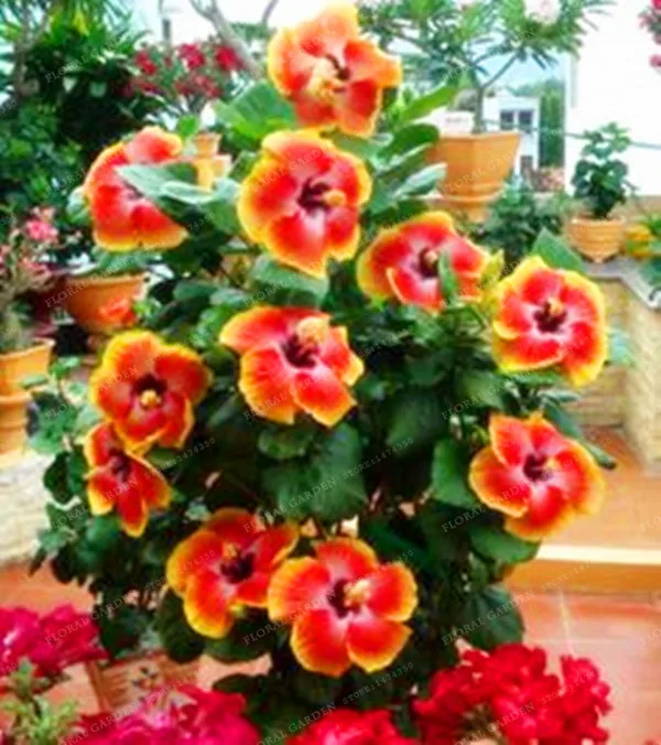 

200pcs/bag Hibiscus Flower Bonsai Mini Hibiscus Bonsai Flower Bonsai Outdoor Plant Bonsai for Home Garden Easy To Grow