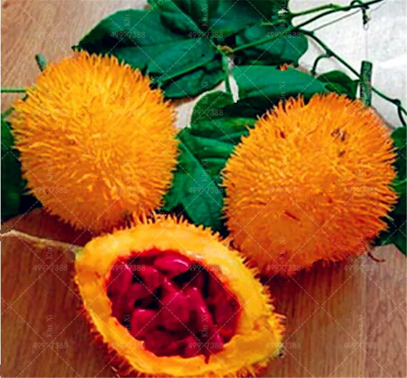

10 pcs/bag Gold Bell Bonsai Rare Balsam Pear Plant Bitter Gourd Melon Momordica Charantia Vegetable And Fruit For Home Garden
