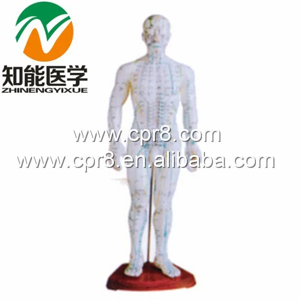BIX-Y1007 The human body acupuncture model (male) in English 50cm