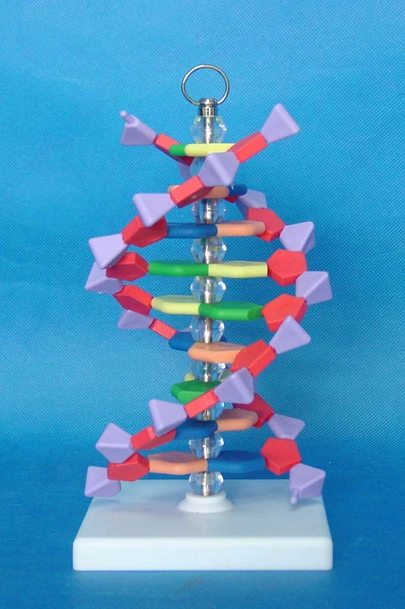 biology molecule adn maqueta molecula doctora prepa anatomical