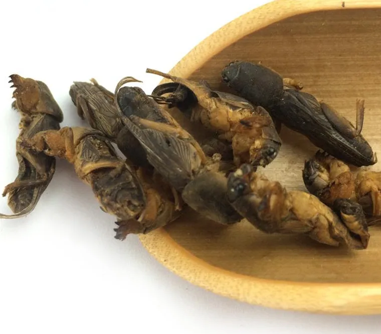البرية المجففة الخلد الكريكيت 250g لكل حزمة البرية المجففة الخلد الكريكيت 250g لكل حزمة