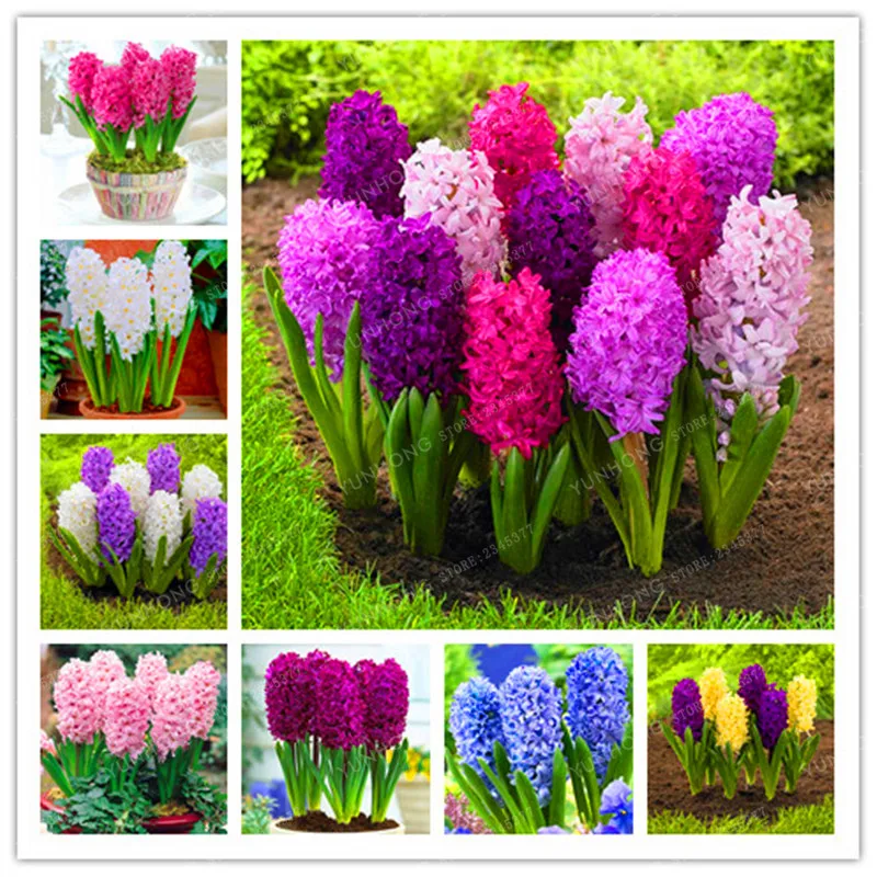 

50 Pcs Hyacinthus Orientalis Bonsai Hyacinth Potted Bonsai Balcony Flower Bonsai For Home Garden Easy To Grow