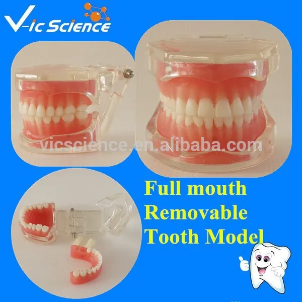 removable teeth model