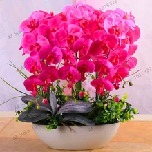 Новинка! Phalaenopsis люкс для гостиной, украшение интерьера, цветы в горшках, 20 бонсай,# A961TL