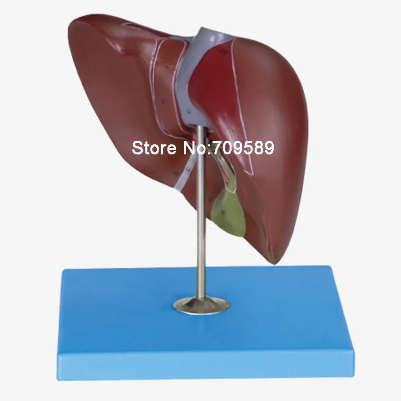 

Human Anatomy Liver model