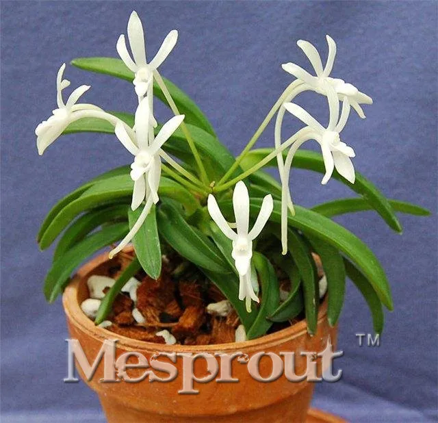 

Rare Plants Neofinetia Falcata bonsai Rich Aroma Bonsai Flower plant Neofinetia falcata 100 Particles / lot orchid bonsai