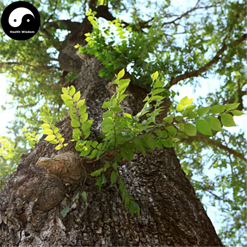 

Buy White Elm Tree Semente 200pcs Plant Ulmus Pumila For Chinese Elm Yu Shu