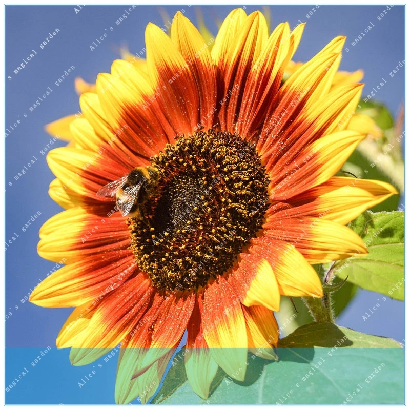 

ZLKING 50pcs real giant sunflower giant big flower black sunflower russian sunflower for home garden