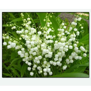 

Lily Of The Valley Diamond Wall Painting 3D DIY Full Drill Round Diamond Cross Stich Painting Craft Mosaic Diamond Embroidery