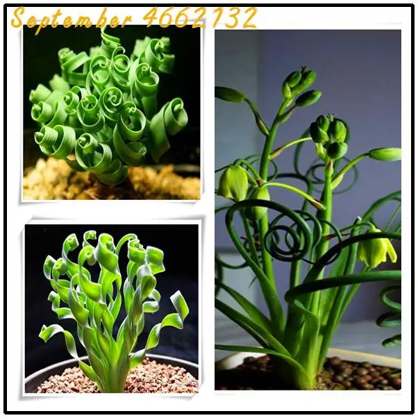 

2019 hot sale 200 Pcs Spring Grass Plant Succulents Grass bonsai Potted Outdoor Home Exotic Novel Plant Spiral Ornamental