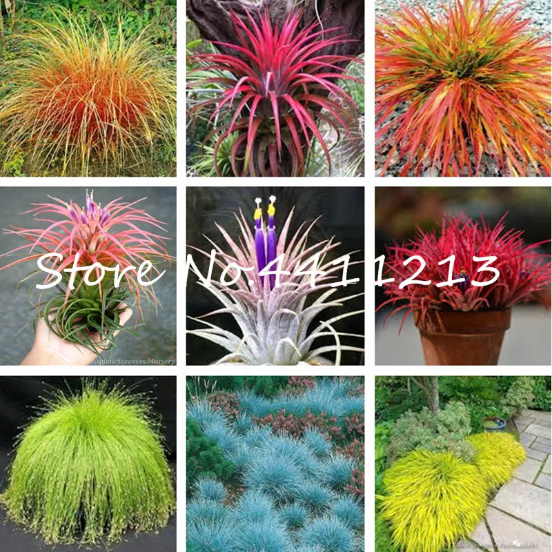 

Bonsai 300 Pcs Colorful Exotic Fescue Grass Perennial Hardy Ornamental Grass Bonsai Easy To Grow DIY For Home Garden Plant