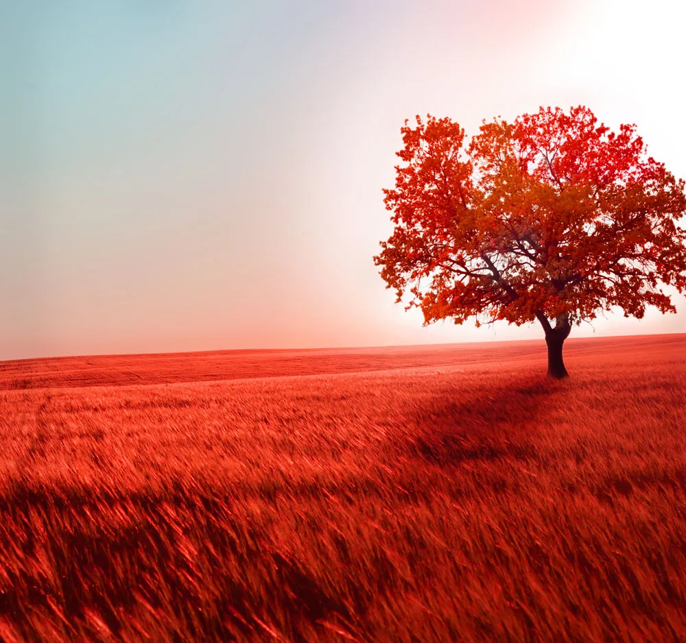 

SHANNY 10X10ft Vinyl Custom Autumn Photography Background Digital Photography Backdrops AQT-04