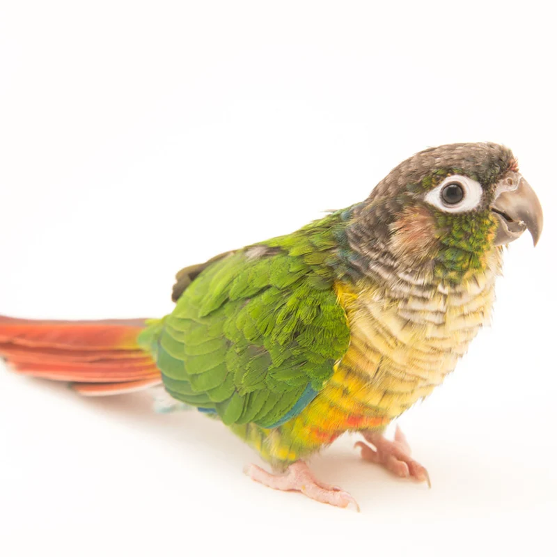 Gingerain одежда с птицами parrot's hair-proof collar small Elizabeth Circle - Цвет: Green cheek conure
