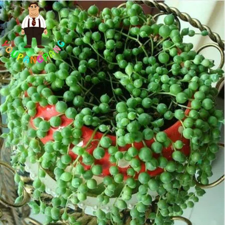 

200pcs Pearl Chlorophytum Succulent bonsai plants Beads Senecio Rowleyanus bonsasi Potted Planting home garden